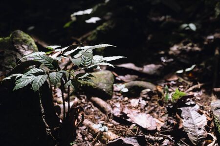 Little tree grow on the ground in the forest.の写真素材