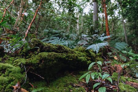 Mosses cover the decomposed tree trunk in rainforest at Pha Hin Tok in Hala Bala wildlife sanctuary. Thailand.の写真素材