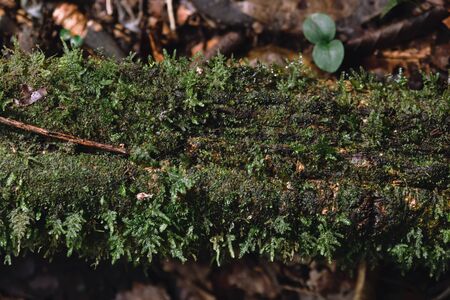 Mosses cover the decomposed tree trunk in rainforest at Pha Hin Tok in Hala Bala wildlife sanctuary. Thailand.の写真素材
