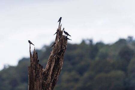 Swiftlets bird on the dried tree branches in Hala-Bala Wildlife Sanctuary near Bang Lang Reservoir in Yala, Thailandの写真素材