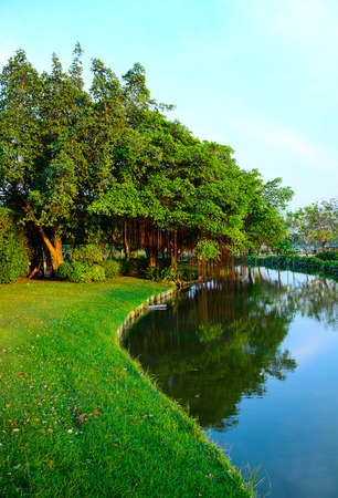 The big tree in nature parkの写真素材
