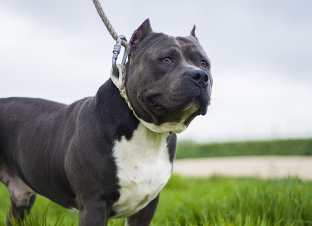 bully terrier in gardensの写真素材