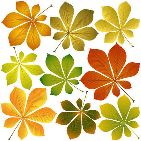 autumn chestnut leaves isolated on white backgroundのイラスト素材