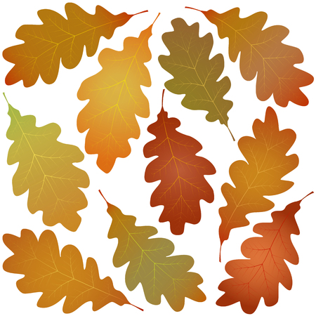 autumn oak leaves isolated on white backgroundのイラスト素材