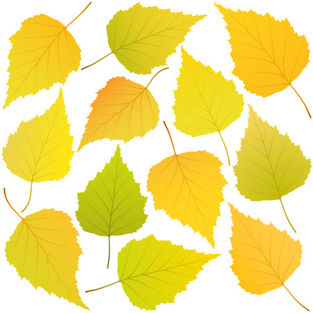 autumn leaves of birchのイラスト素材
