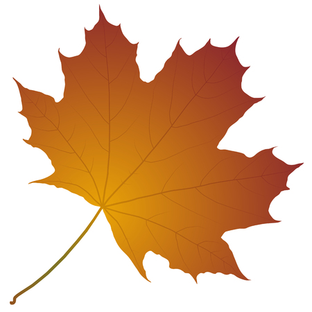 autumn maple leafのイラスト素材