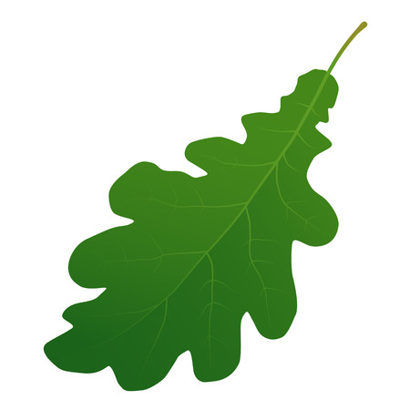 green oak leafのイラスト素材
