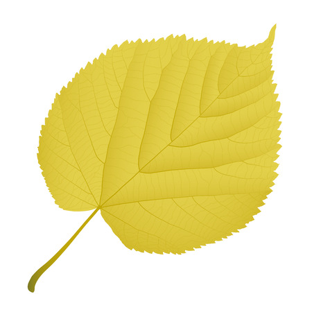 autumn leaf lindenのイラスト素材