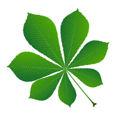 green leaf chestnutのイラスト素材