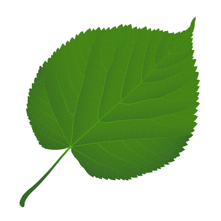 green leaf lindenのイラスト素材