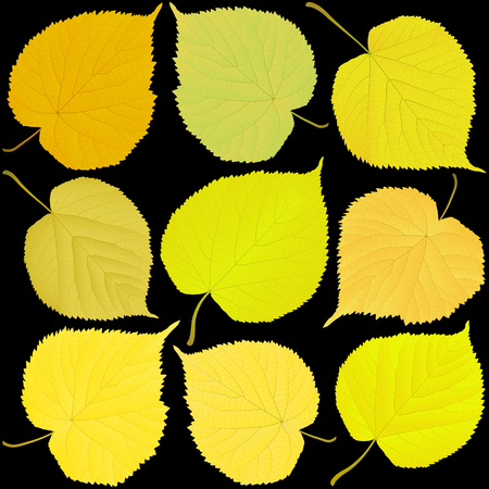 linden autumn leaves on a black backgroundのイラスト素材