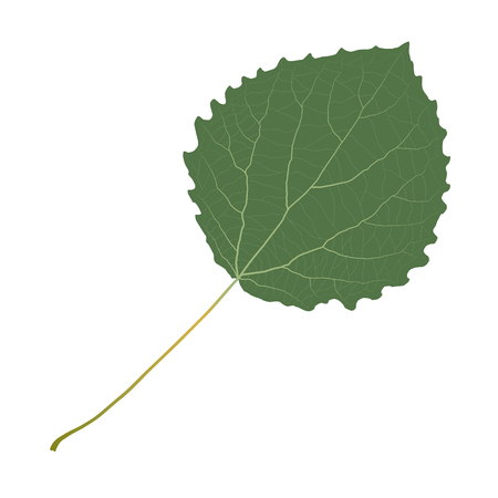 green leaf aspenのイラスト素材