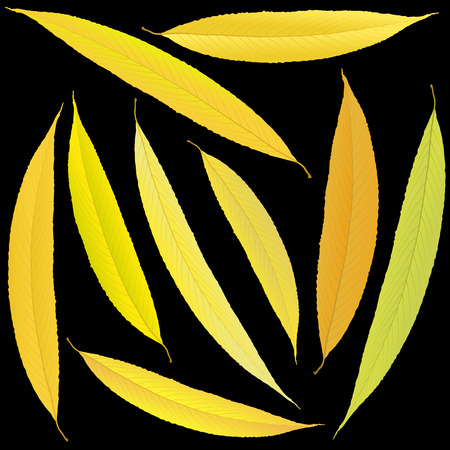yellow autumn willow leaves on a black backgroundのイラスト素材