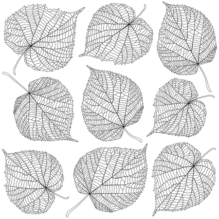 contoured linden leavesのイラスト素材