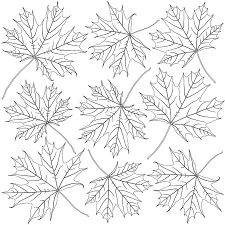 contoured maple leavesのイラスト素材