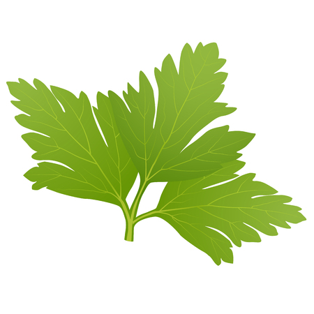 green parsley leaves isolated on white backgroundのイラスト素材