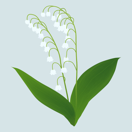 lily of the valley double isolated on a light backgroundのイラスト素材