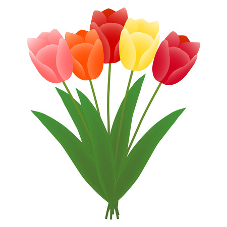 bouquet of tulips isolated on white backgroundのイラスト素材