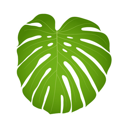 green leaf monstera isolated on white backgroundのイラスト素材