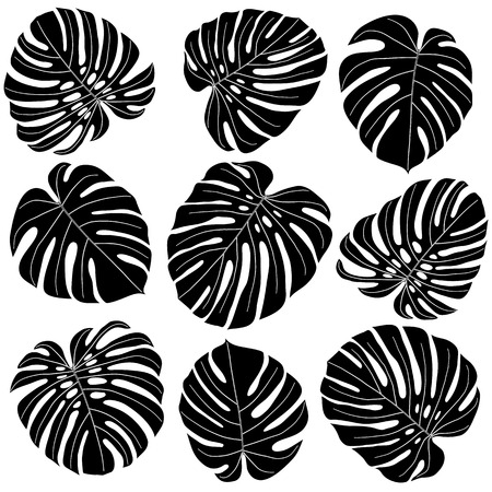 collection of black and white leaves monstera isolated on white backgroundのイラスト素材