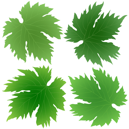 collection of green grape leaves isolated on white backgroundのイラスト素材