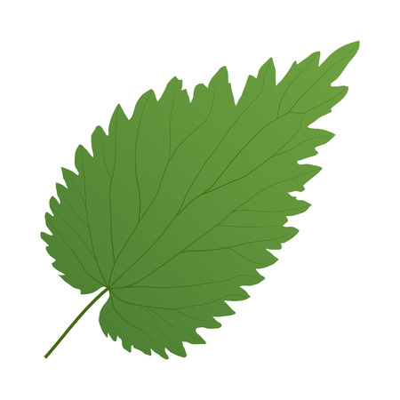 green leaf of nettle isolated on white backgroundのイラスト素材
