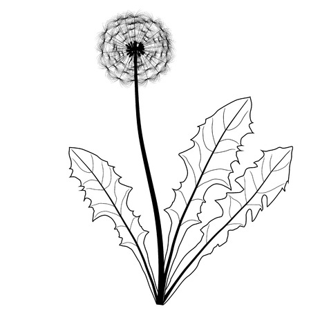 dandelion black and white isolated on white backgroundのイラスト素材