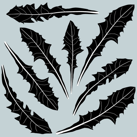 dandelion leaves in black and white on a light backgroundのイラスト素材