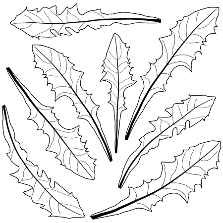 dandelion leaves in black and whiteのイラスト素材