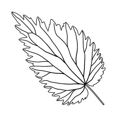 black and white nettle leaf isolated on white backgroundのイラスト素材