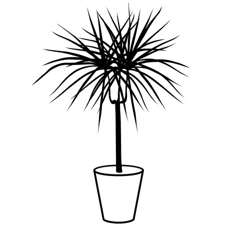 Dracaena black and white in a pot isolated on white backgroundのイラスト素材