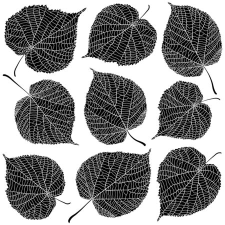Linden leaves black and white isolated on white backgroundのイラスト素材