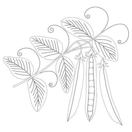 peas contour on a branch isolated on white backgroundのイラスト素材