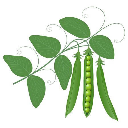green peas on a branchのイラスト素材
