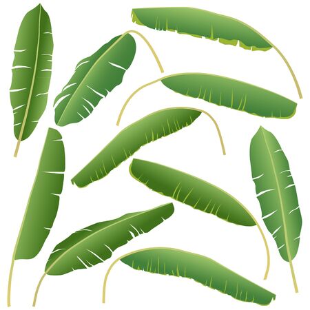 banana leaves colored isolated on white backgroundのイラスト素材