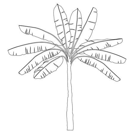 banana palm black and white contour isolated on white backgroundのイラスト素材