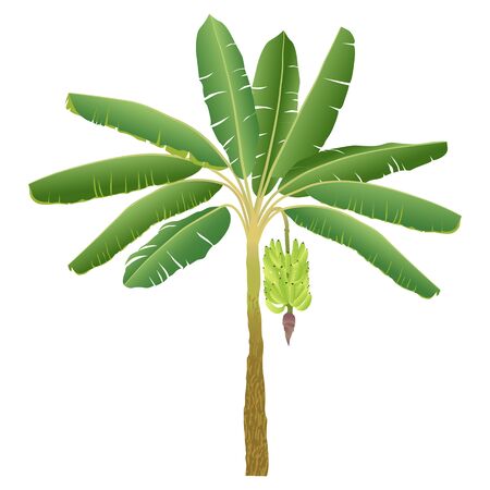 banana palm with bananas isolated on white backgroundのイラスト素材