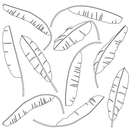 banana leaves black and white contour isolated on white backgroundのイラスト素材