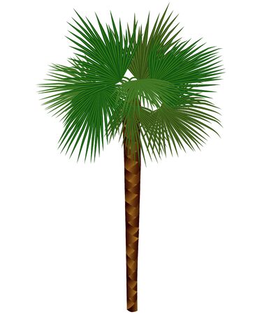 colored palm trachycarpus isolated on white backgroundのイラスト素材