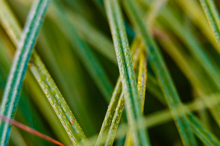 Dew drops on grass blades macroの写真素材