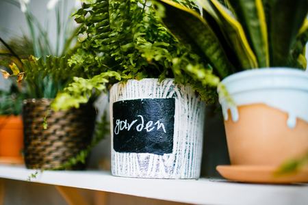 Green fern in ceramic pot on white wooden shelf close-up