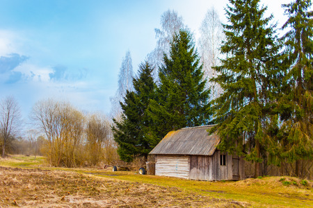 Old wooden shed among firtrees and birches. Belarusian springtime in the countryside. Blues sky in the background. Cold Belarusian spring in the rural areaの写真素材