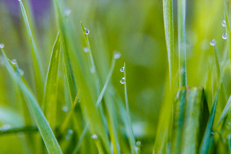Transparent dew drops on grass blades macroの写真素材