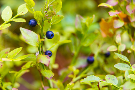 Ripe blueberries hanging on green stems macroの写真素材