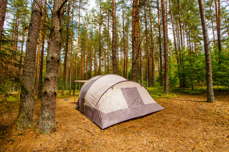 Tent for family camping in pine forestの写真素材