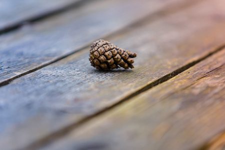 Young conifer cone on wooden background macroの写真素材