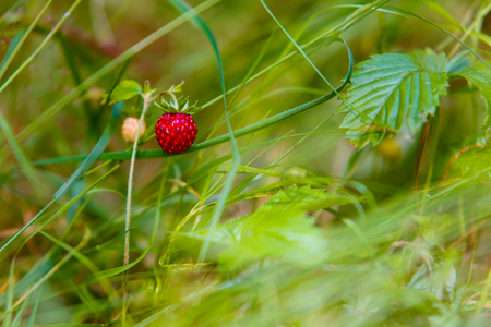 Wild strawberry in green grass macro viewの写真素材