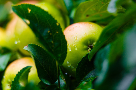 Raindrops on ripe apple hanging on green tree macroの写真素材