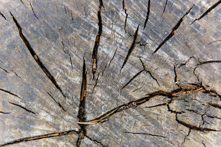 Wooden section of old tree cut with saw macro