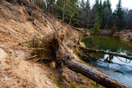 Uprooted trees lying in water. Soil erosionの写真素材